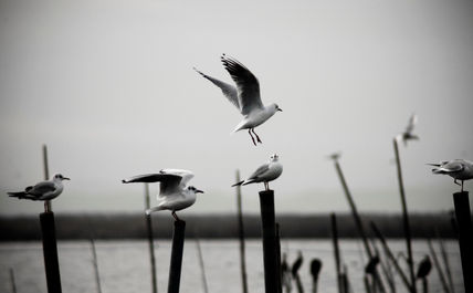 Gaviotas