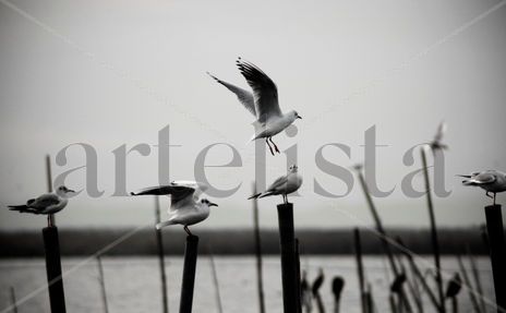 Gaviotas