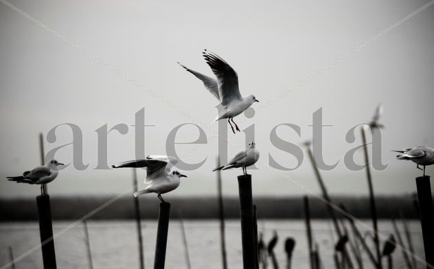 Gaviotas