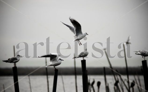 Gaviotas Nature Black and White (Digital)