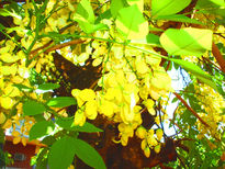 Flores de lluvia de...