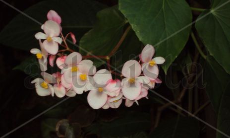 Jardín