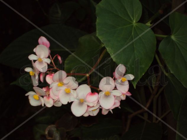 Corona de begonias Otros Cartulina Floral