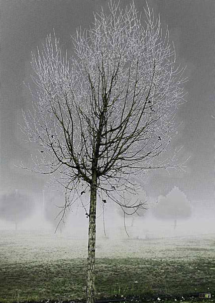 El Árbol de Navidad...