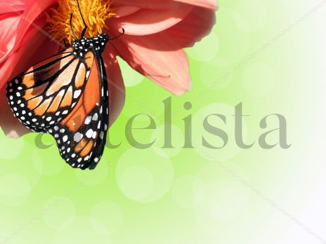 Mariposa monarca