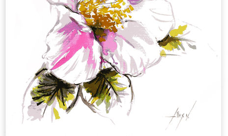 Camelias