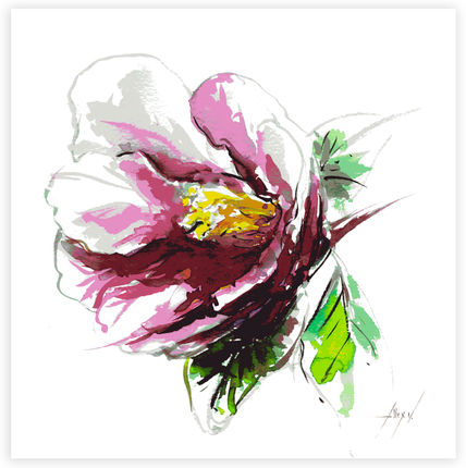 Camelia 15