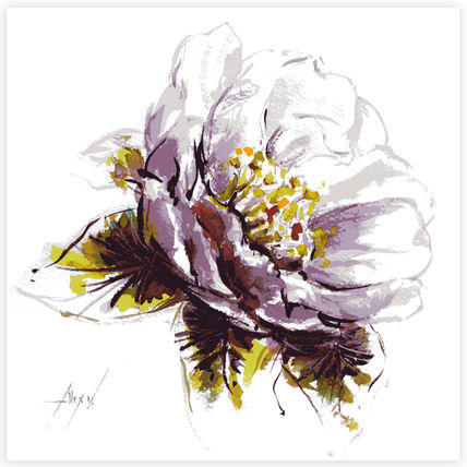 Camelia 16