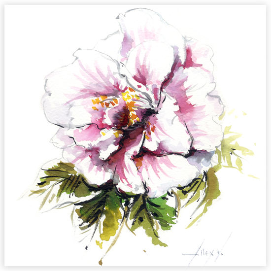 Camelia 20 Tinta Cartulina Floral