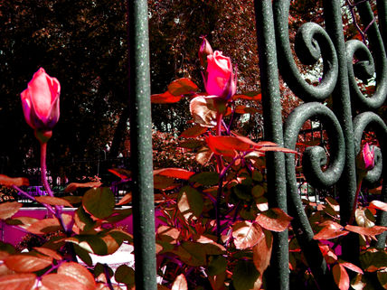 Rosas entre rejas