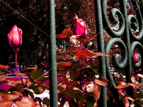 Rosas entre rejas