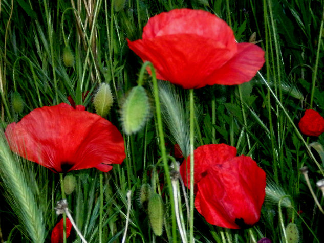 Amapolas Naturaleza Color (Química)