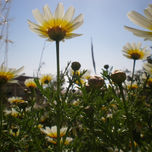 Flores thumbnail 2