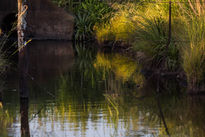 Estanque reflejado