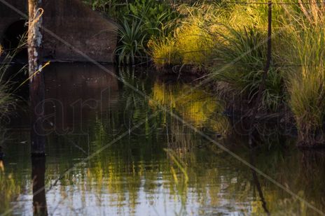 Estanque reflejado