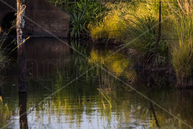 estanque reflejado Naturaleza Color (Digital)