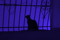 Gato