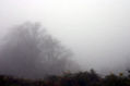Neblina