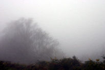 Neblina