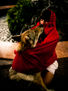 Caperucita III (Redcap)