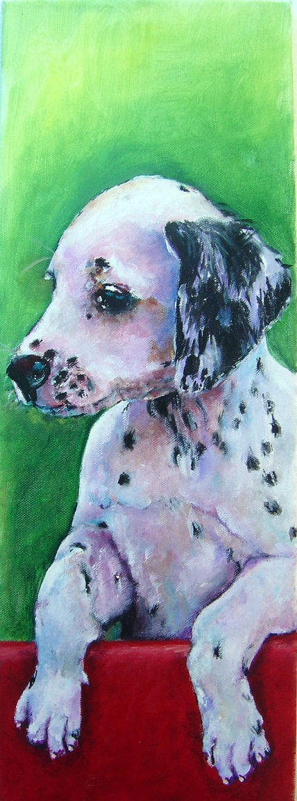Dalmata