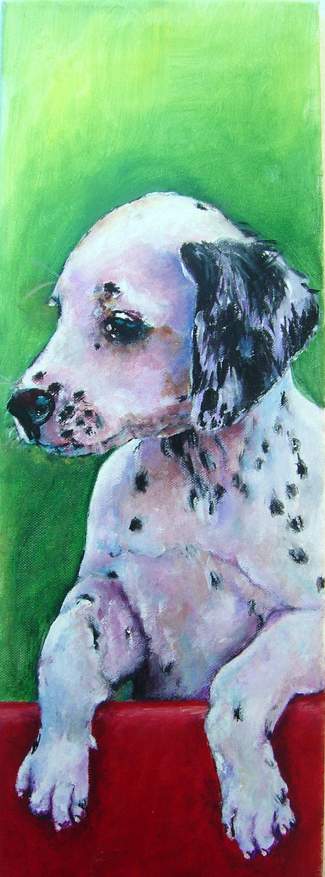 Dalmata