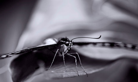 Macro