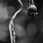 Macro thumbnail 1