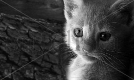 Gatos