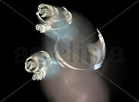 Rosas blancas