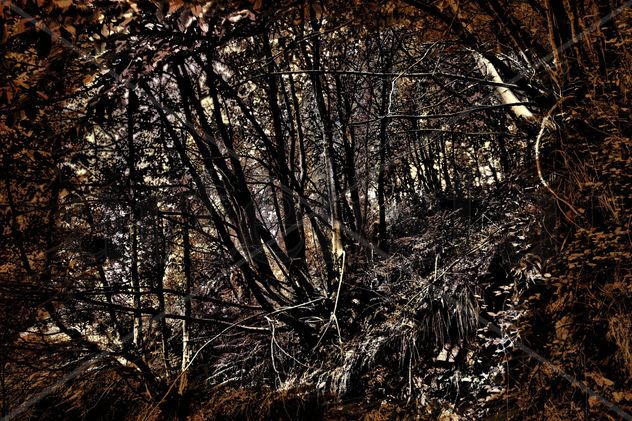 Bosque 6