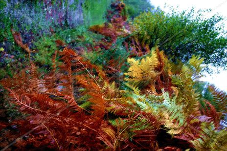 Felechos 2