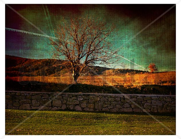 Red tree