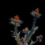 Flores thumbnail 2