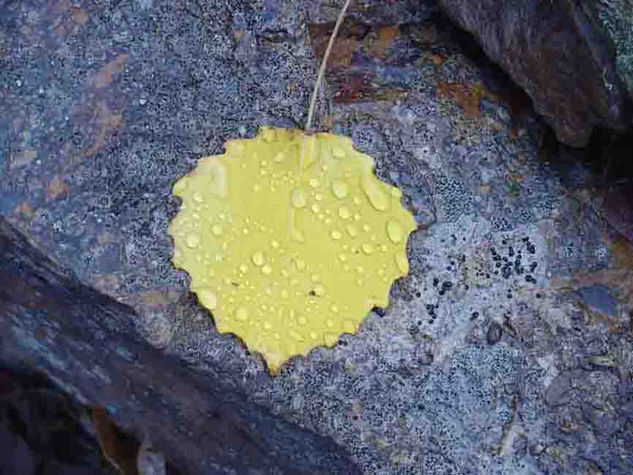 Lagrimas de Otoño I Naturaleza Color (Digital)