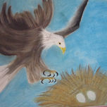 pajaros thumbnail 1