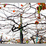 natura thumbnail 1