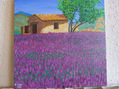 Campos de lavanda