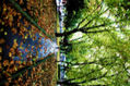 Parque