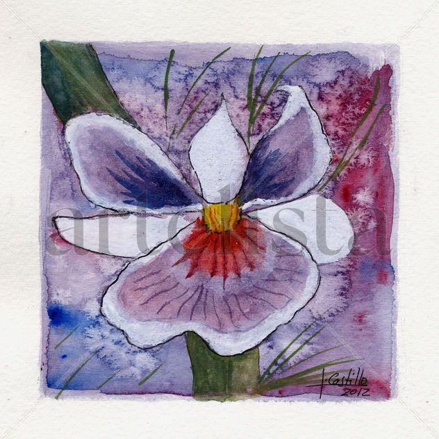 Orquidea