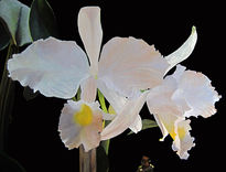 Orquideas blancas