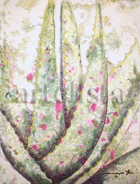Agave cicatrices