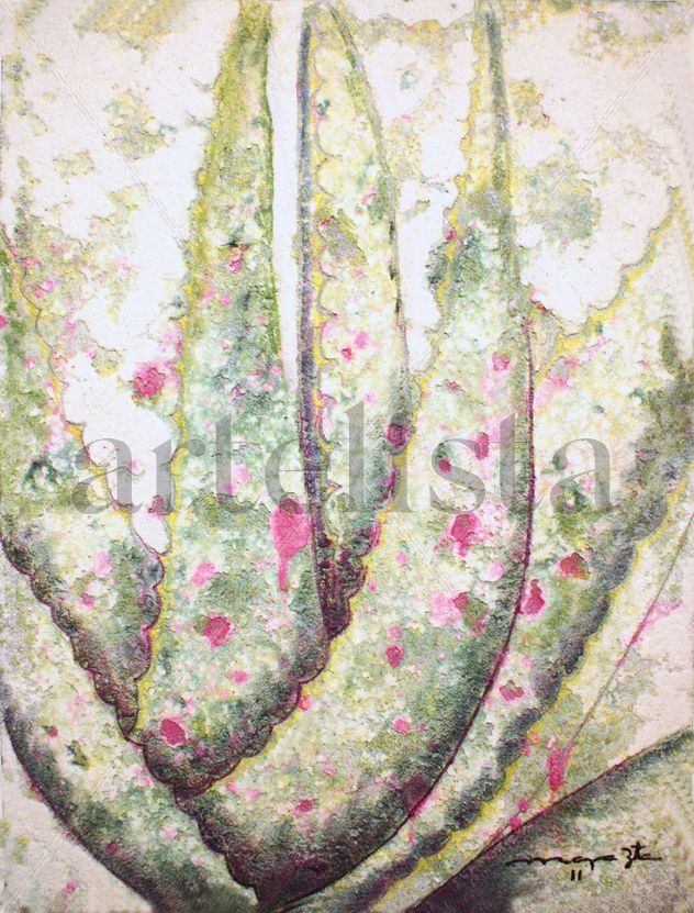 AGAVE CICATRICES