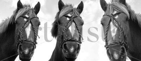 Caballos mirándote