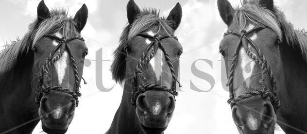 Caballos mirándote