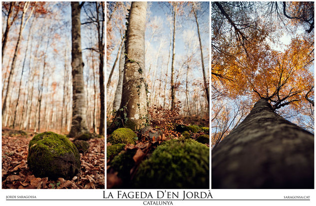 La Fageda de'n Jordà Nature Color (Digital)