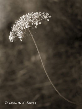 Flores silvestres 10 Nature Black and White (Digital)