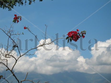 Rosa
