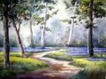 Forest Path