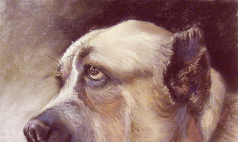 animales
